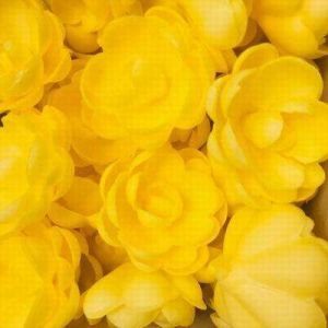 Вафельные цветы "Топ декор" Розы большие сложные желтые